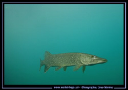 "Master King Pike Fish" in his water's.... Yesterday's di... by Michel Lonfat 